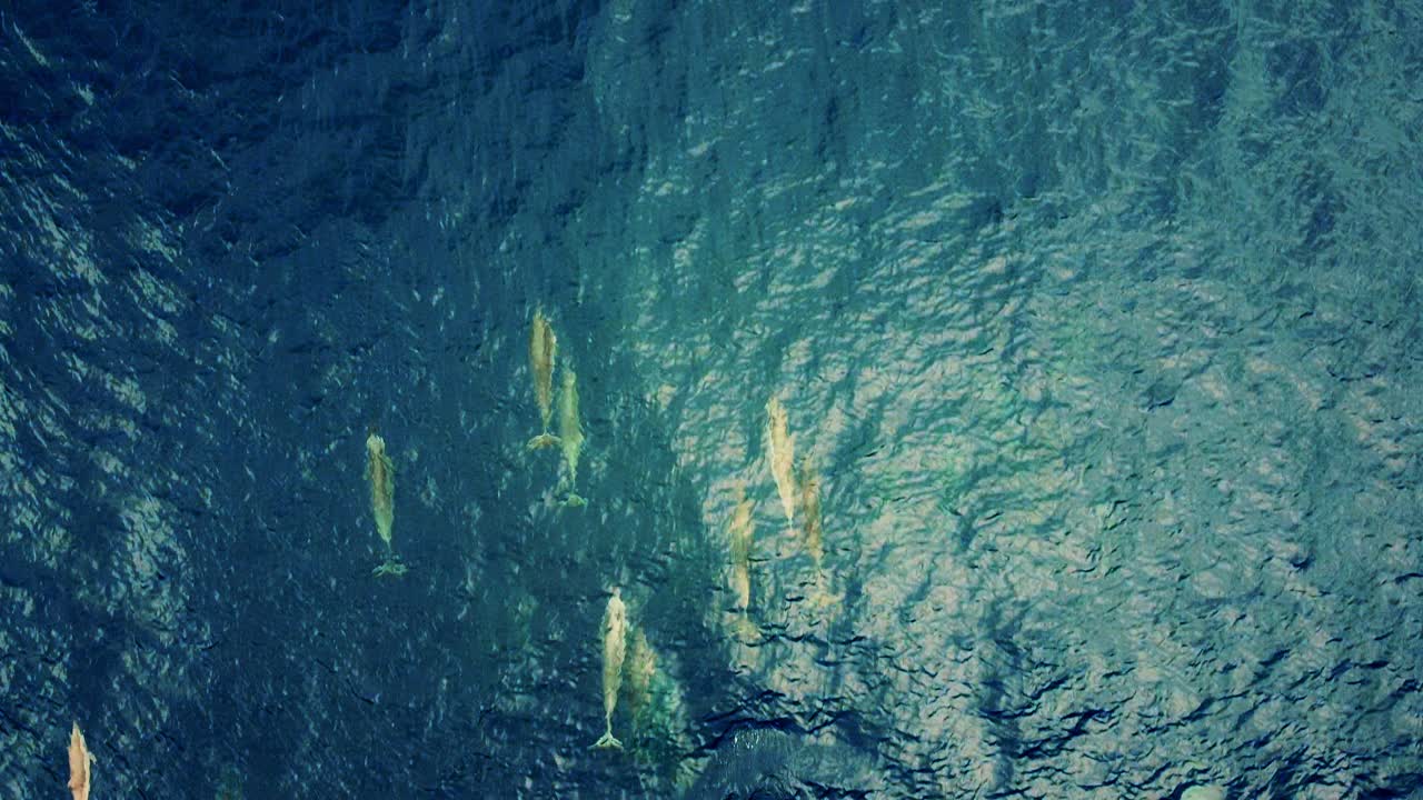A School Of Small Spinner Dolphins Swimming In The Ocean - aerial shot