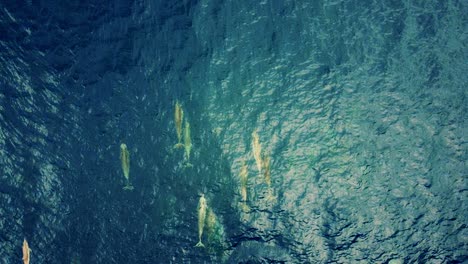 a school of small spinner dolphins swimming in the ocean - aerial shot