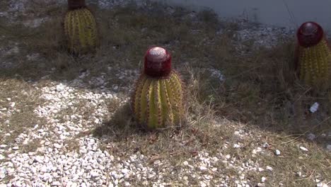 cactus de cabeza turca, grand turk, islas turcas y caicos