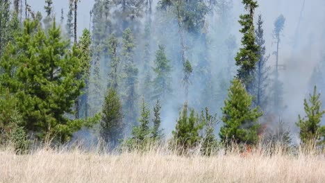 Pinos-Ardiendo-En-Los-Incendios-Forestales-De-Alberta,-Canadá,-Mayo-De-2023