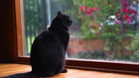 Traurige-Schwarze-Katze-Sitzt-Und-Schaut-Durchs-Fenster-Und-Wartet-Darauf,-Dass-Ihr-Besitzer-Nach-Hause-Kommt