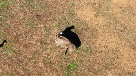 an emu moves across sunlit, patchy grassland, captured from directly overhead with steady aerial camera movement and strong midday shadows