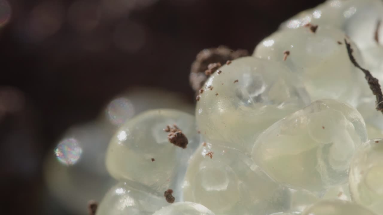 Mikroskopisk udsigt over gennemsigtige snegleæg, der viser væsken og den biologiske struktur indeni.