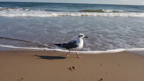 en una playa de gaviotas