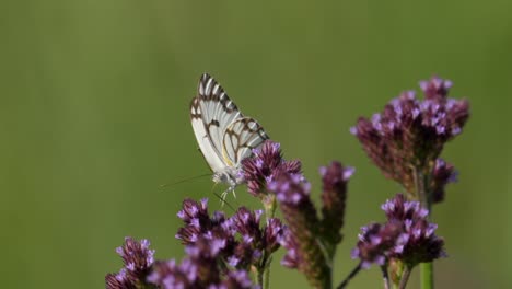 close up of brown-veined white pioneer butterfly feeding on small purple flowers, selective focus, macro video