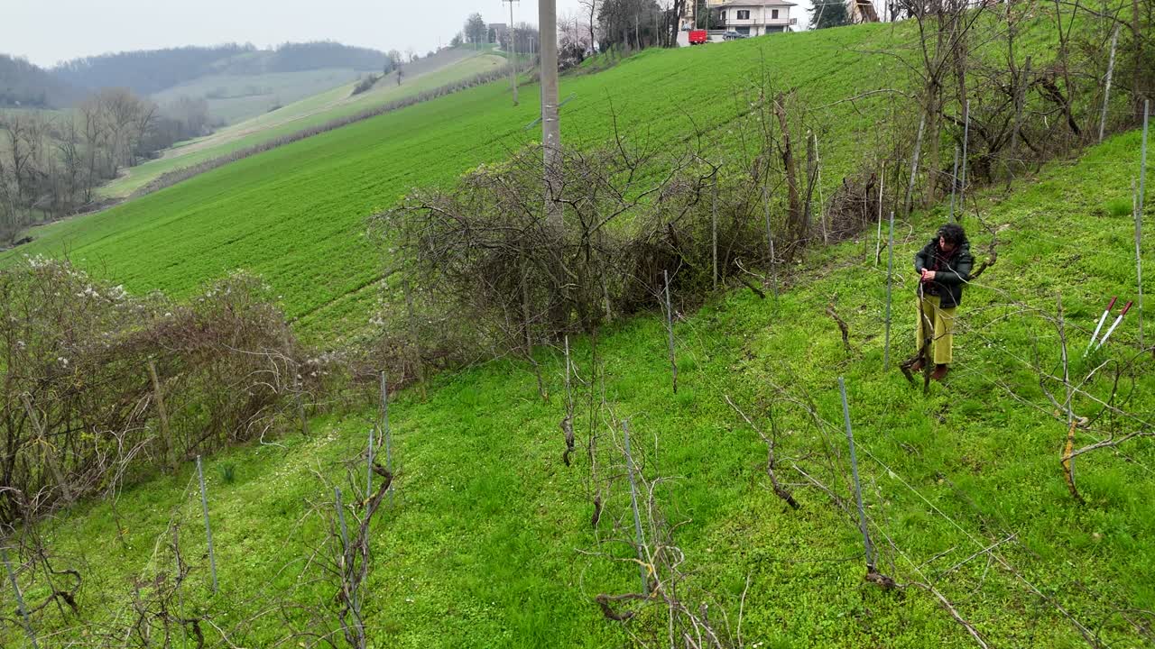 Working in a Vineyard on a Hillside