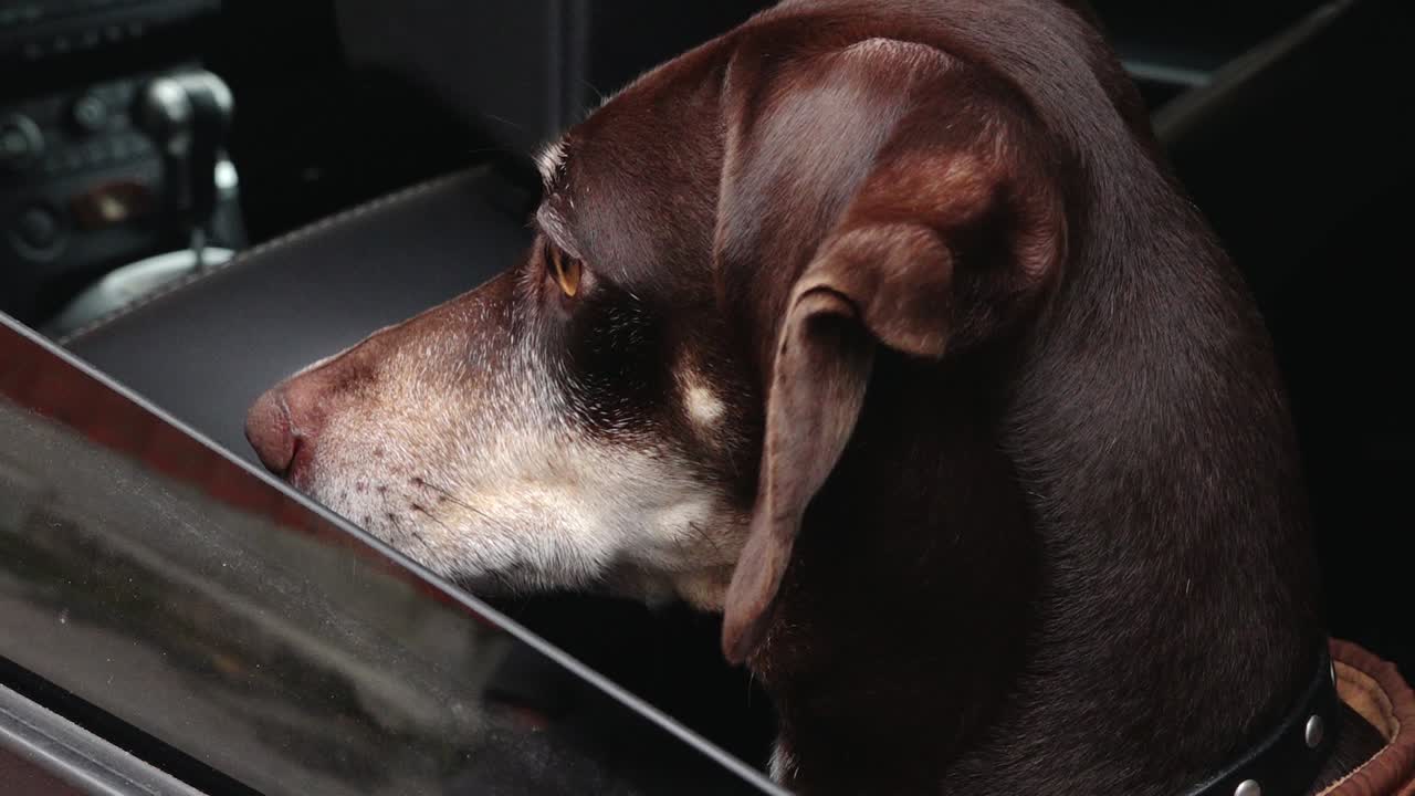 작은 개가 카메라를 위해 포즈를 취하고 있습니다.