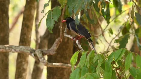 red-billed blue magpie, urocissa erythroryncha, 4k footage, huai kha kaeng wildlife sanctuary