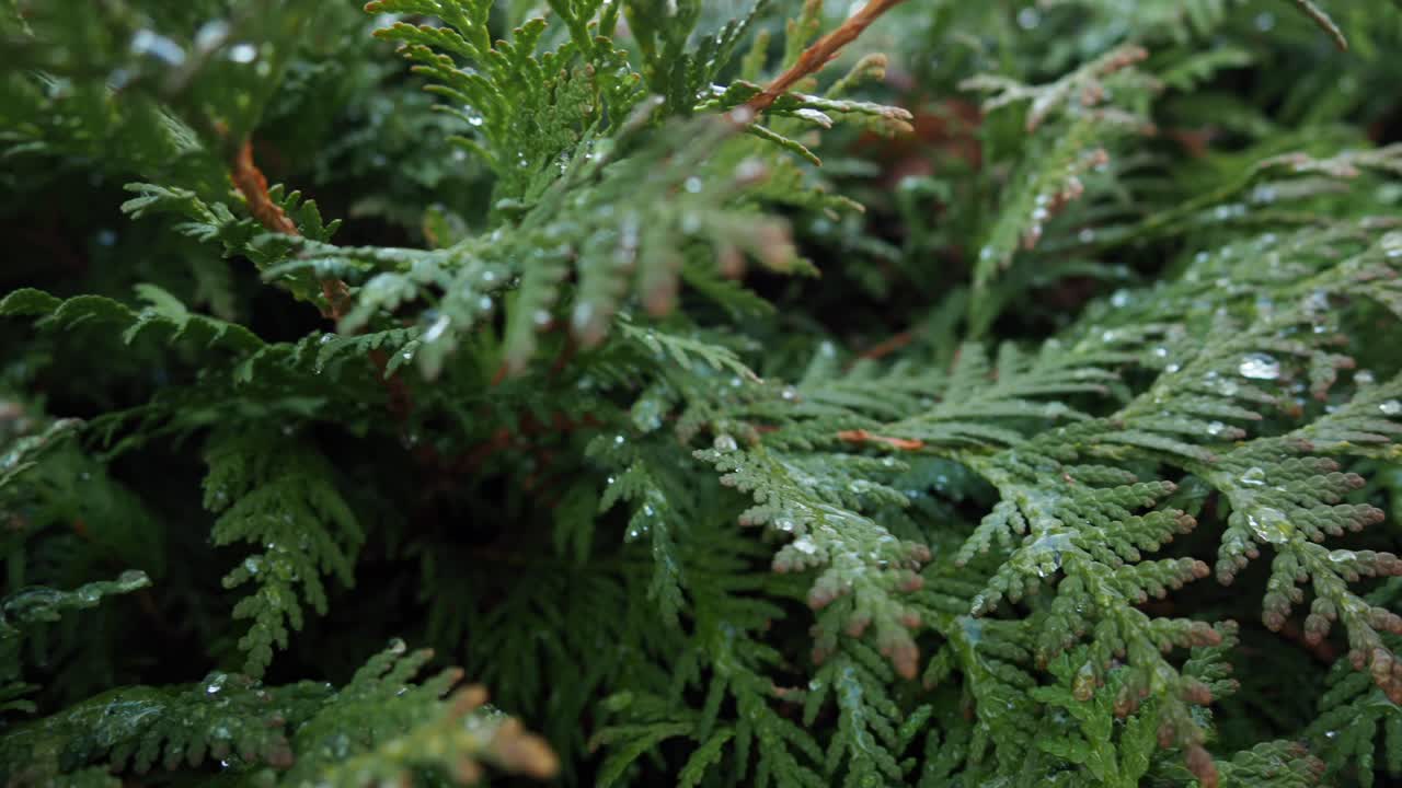 Close-up of a lush green leaf covered with fresh water droplets, showcasing nature's texture and freshness.