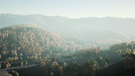 Majestätische-Bäume-Mit-Sonnigen-Strahlen-Im-Bergtal