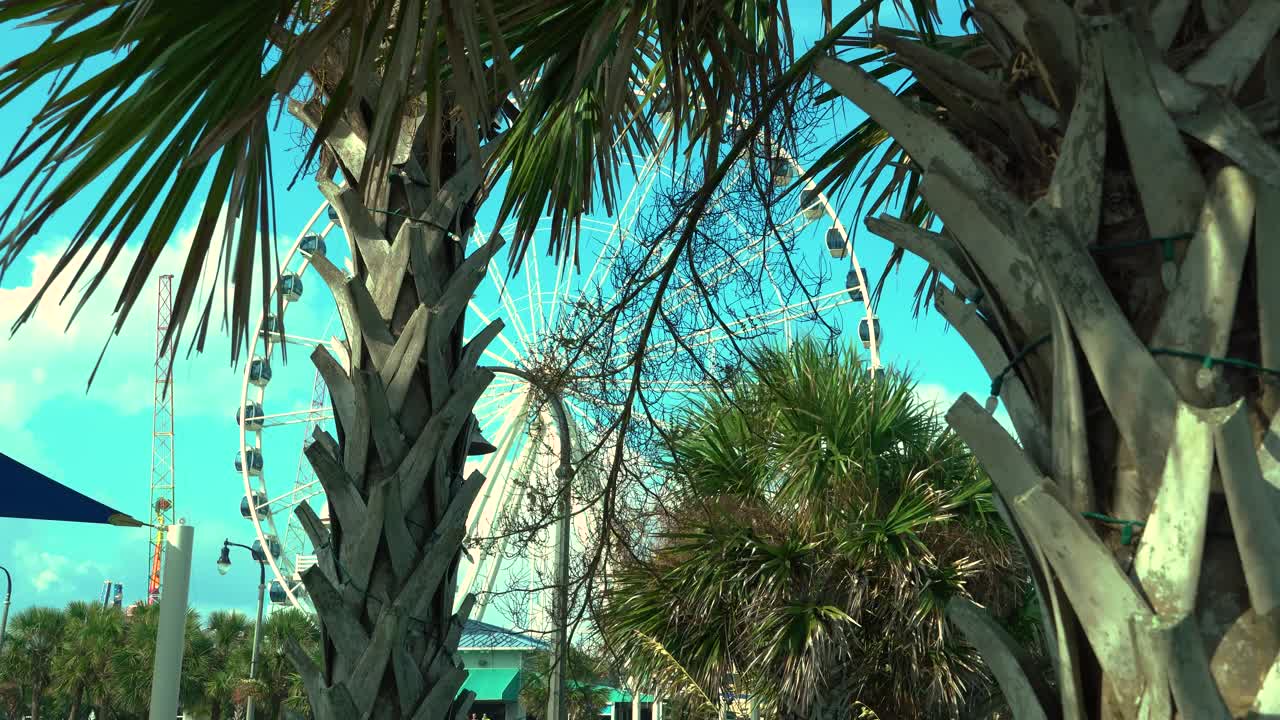 белое движущееся колесо обозрения за пальмами