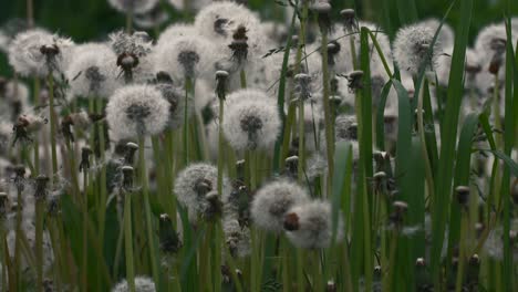 dandelions in a grassy field