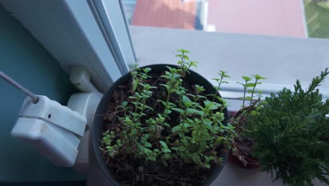 close-up of mint plant in a pot, indoors by a window