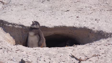 buen primer plano de jackass pingüino de patas negras en una playa en el cabo de buena esperanza sudáfrica 3