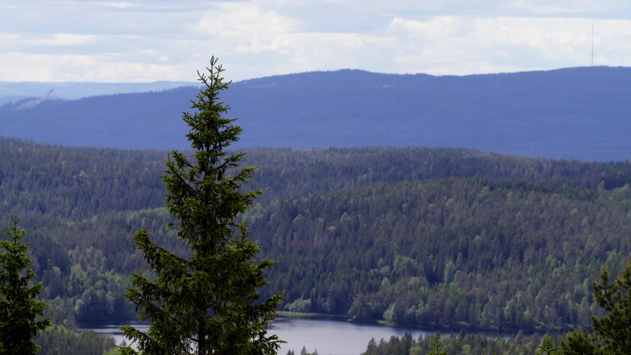 Høyt grantre ruver over lagdelt norsk skoglandskap med en fjern innsjø og disige åser i mykt dagslys, nyttig som en rolig naturbakgrunn eller bevaringstema.