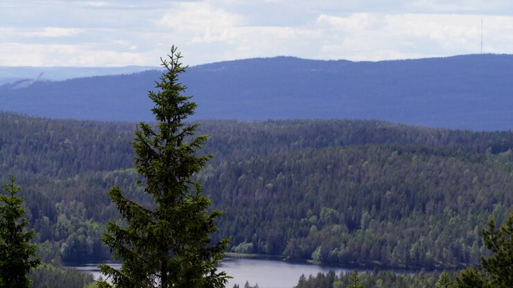Høyt grantre ruver over lagdelt norsk skoglandskap med en fjern innsjø og disige åser i mykt dagslys, nyttig som en rolig naturbakgrunn eller bevaringstema.