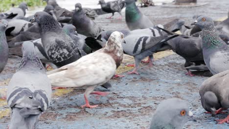 pajaro hambriento. las palomas comen pan. ave silvestre