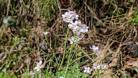 brotes de una flor de mayo con zomm