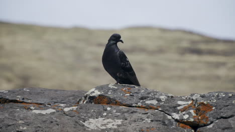 la paloma trocaz se sienta en una roca solitaria y mira a su alrededor