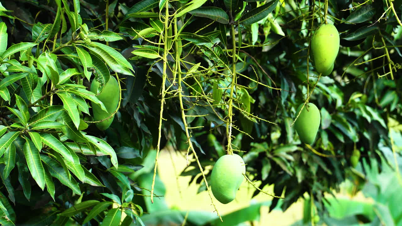cerca del árbol de mango con mangos verdes meciéndose en el viento