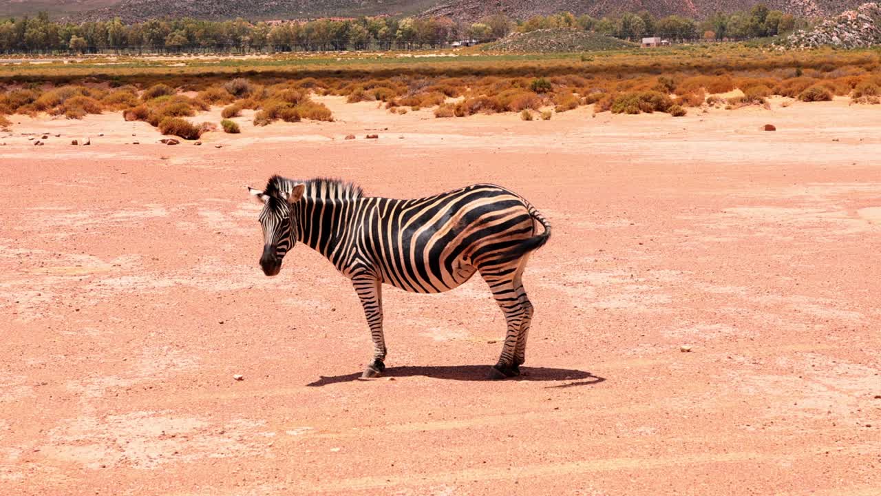 animal salvaje caminando por el suelo seco en el paisaje. cebra en la vida silvestre, agitando con la melena. parque de safari, sudáfrica