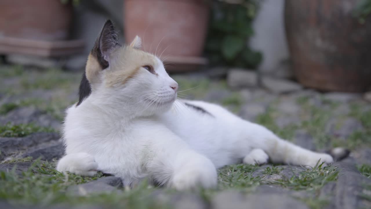 Gatto selvatico che fa un pisolino a terra, all'aperto, Spagna, Costa Brava, ripresa dal basso