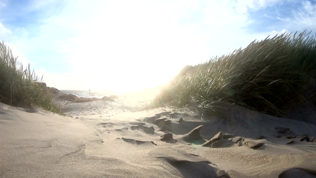 Sand dunes with dune grass in the storm of the North Sea, hiking dunes, dike protection, Sondervig, Jutland, Denmark, 4k