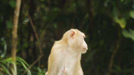 El-Macaco-De-Cola-De-Cerdo-Mira-A-Su-Alrededor-Mientras-El-Mono-Bebé-Cae-Del-árbol-Detrás