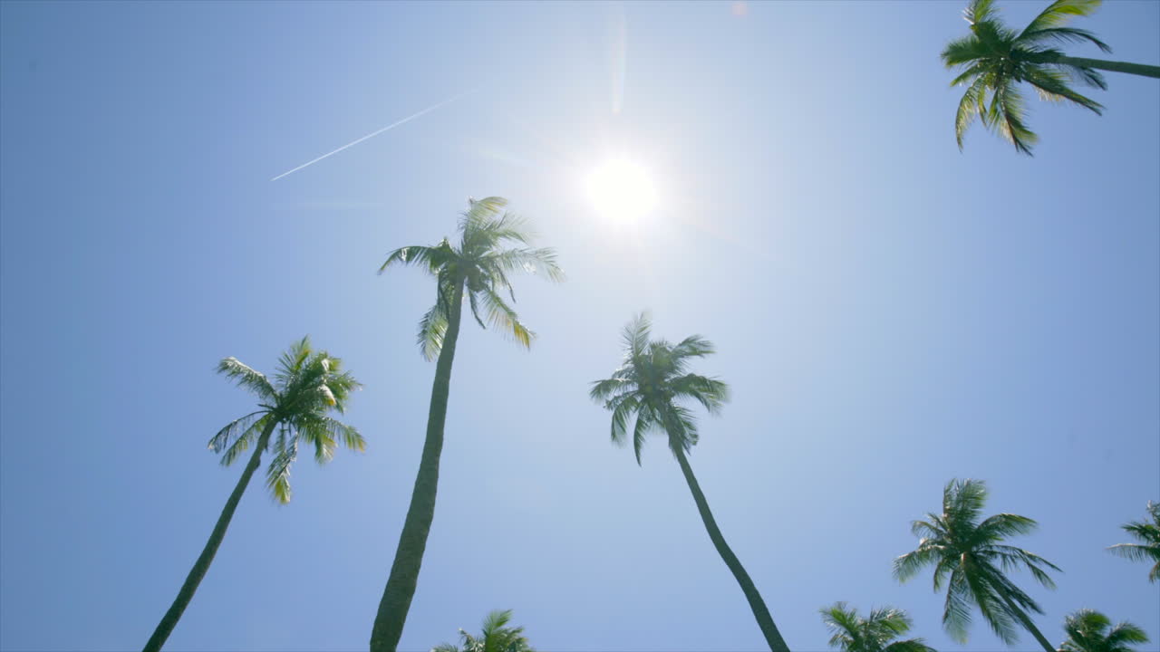 Tropical palm trees in Vietnam, sunshine, blue skies, and a faint jet stream.