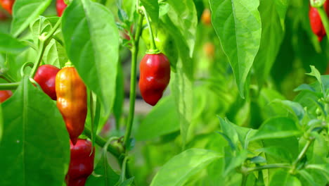 organic scotch bonnet pepper plant in green, robust garden