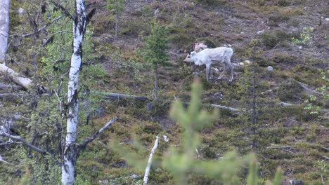 Rentiere-In-Einem-Wald-In-Schweden