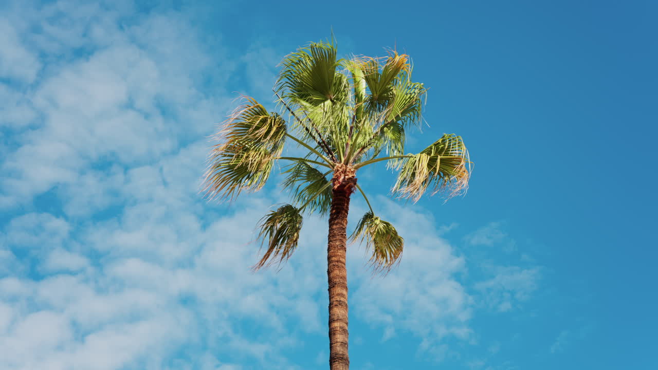 Palm tree on the beach with the blue sky on the background