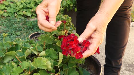 Frau-Mit-Vitiligo-An-Den-Händen,-Die-Im-Garten-Arbeitet