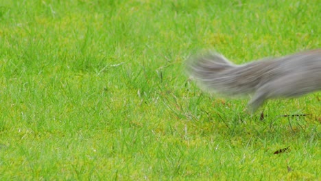 squirrel burying nut in green grass