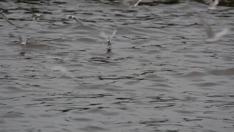 Terns-and-Gulls-Skimming-for-Food-are-migratory-seabirds-to-Thailand,-flying-around-in-circles,-taking-turns-to-skim-for-food-floating-on-the-sea-at-Bangpu-Recreational-Center-wharf