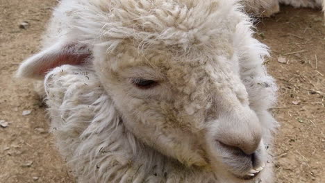 white llama lying on the ground eating and chewing