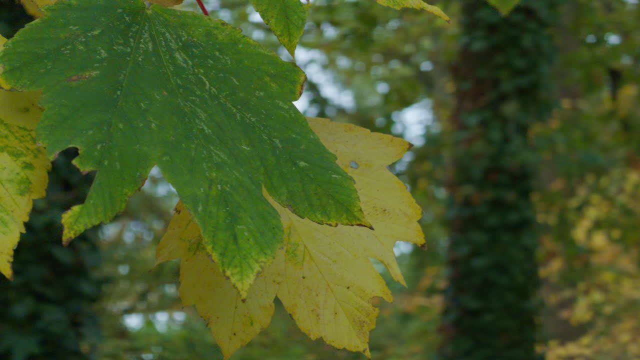 Close-up view of green and yellow leaves in the forest on the fall autumn hanging on trees branches with rotating rolling move and parallax on the background