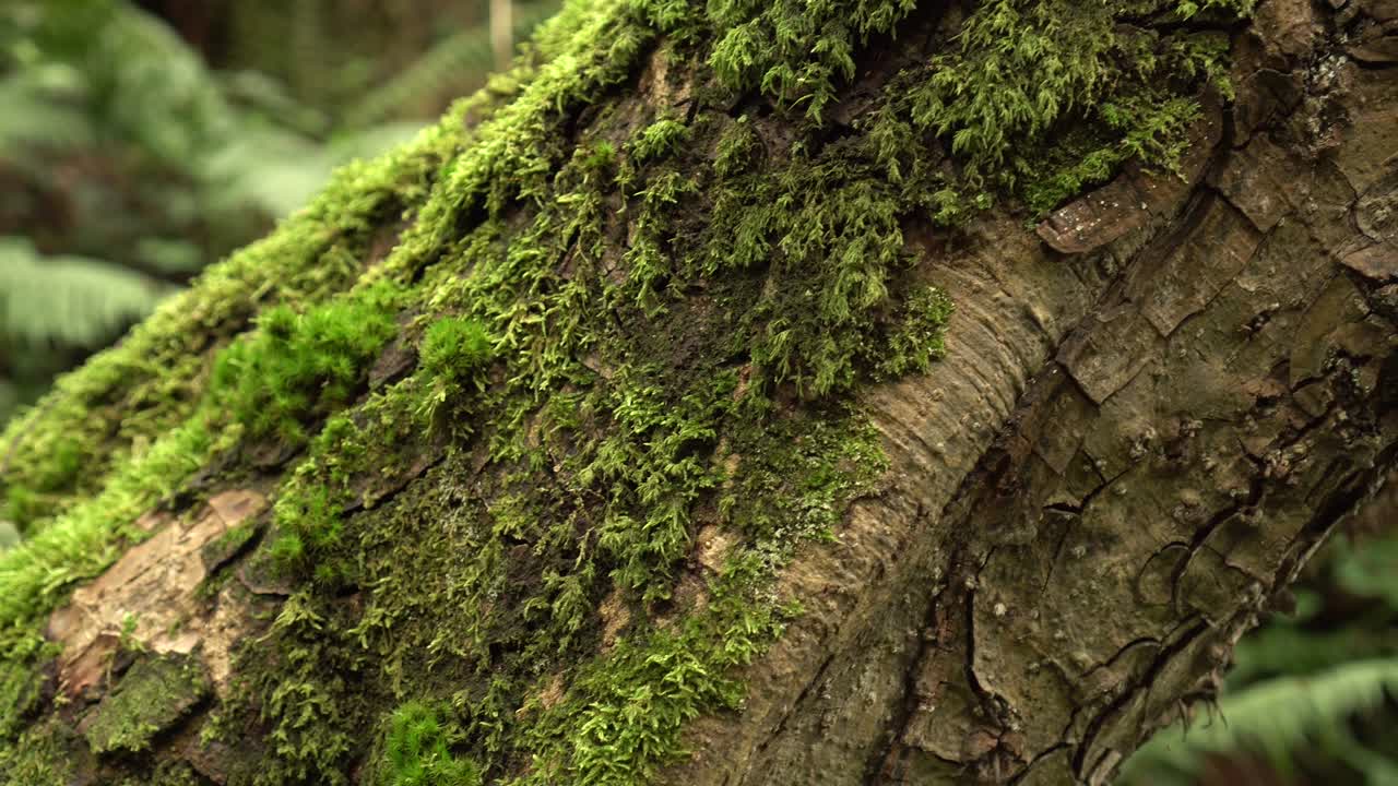 Moss-covered slanted tree trunk with fern in a wild damp untouched forest