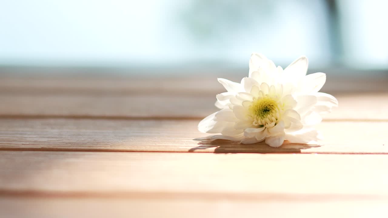 빛 을 받은 나무 표면 에 크리산테무스 가 앉아 있다