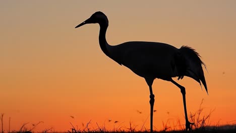 a solitary crane stands tall on a grassy plain as the sun sets, casting a stunning orange hue across the sky. the tranquil moment captures the beauty of wildlife in nature.