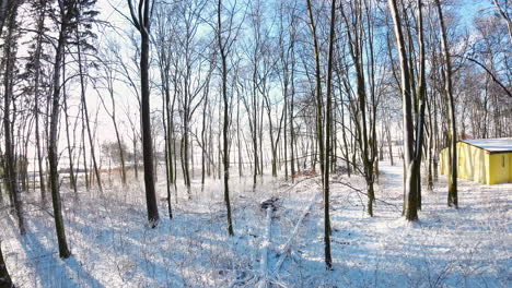 Slow-dolly-forward-walk-in-iced-and-snowy-winter-woodland-at-sunlight