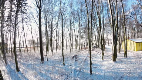 slow dolly forward walk in iced and snowy winter woodland at sunlight