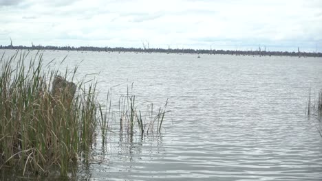 Static-shot-over-lake-on-windy-cloudy-day-with-bird-flying-past