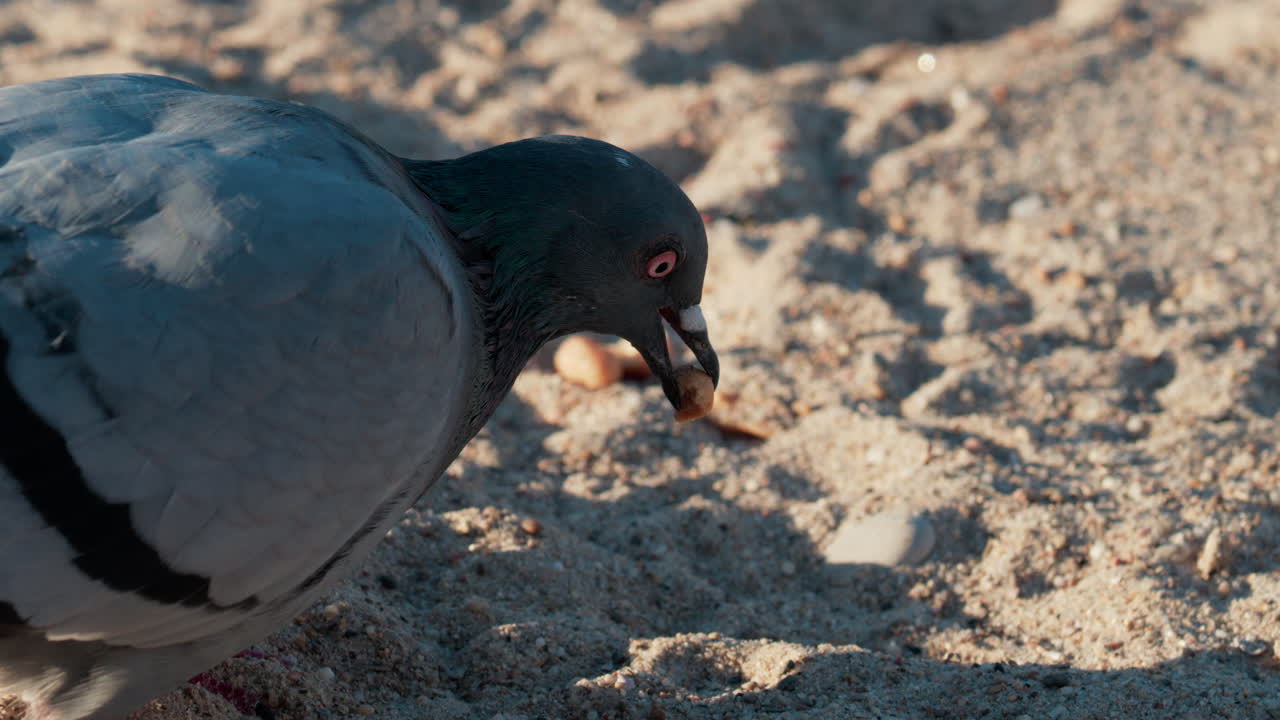 Close up shot of a pigeon pecking at a piece of bread on sandy ground under warm sunlight