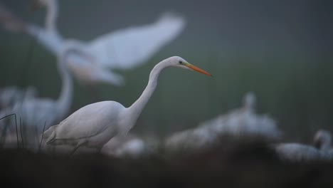 flock of great egret in pond in morning