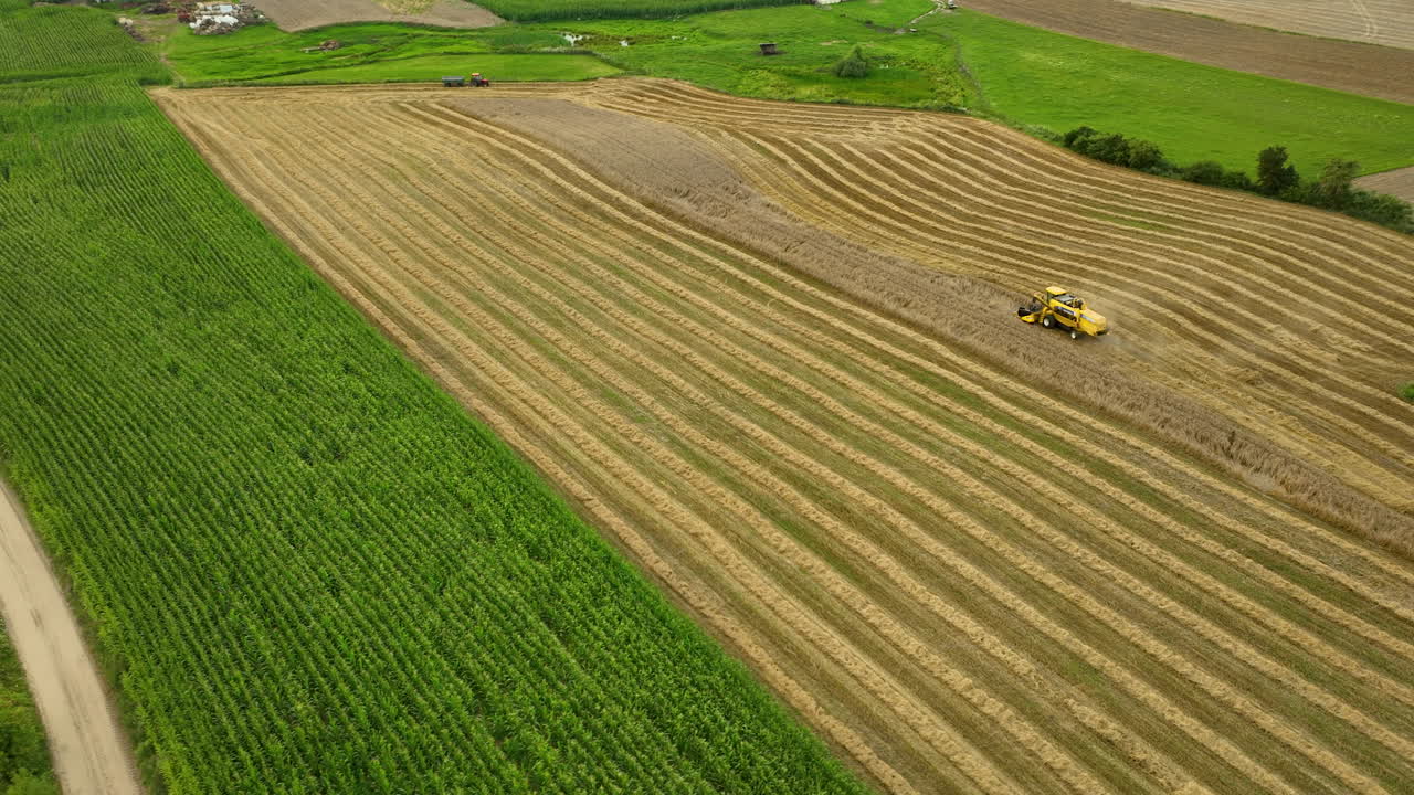 vista aérea de una cosechadora amarilla trabajando en un campo de trigo, creando filas paralelas de cultivos cosechados