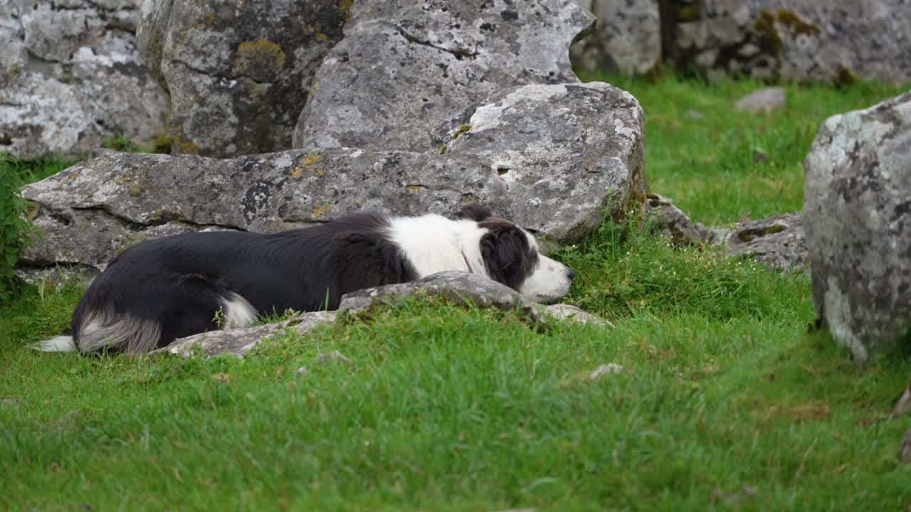 A serene and peaceful shot of a Border Collie sleeping soundly in the lush green grass of an Irish farm. The dog is curled up contentedly at the base of some old rocks