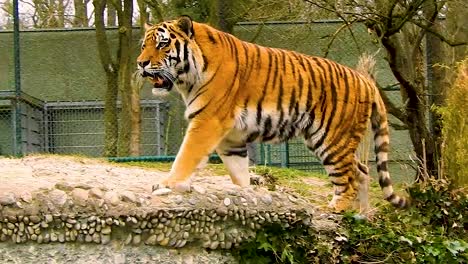 wideshot of majestic tiger walking up a slope standing and watching