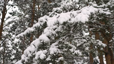 Closeup-pine-tree-with-snow