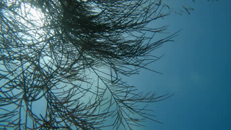 Cinematic-close-up-underwater-shot-of-a-green-coral-in-4K,-120-FPS,-Slomo